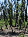 Forest Regeneration